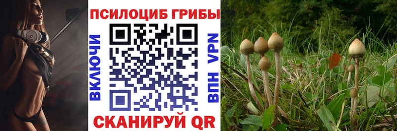 что такое наркотик  Медногорск  Галлюциногенные грибы Psilocybine cubensis 